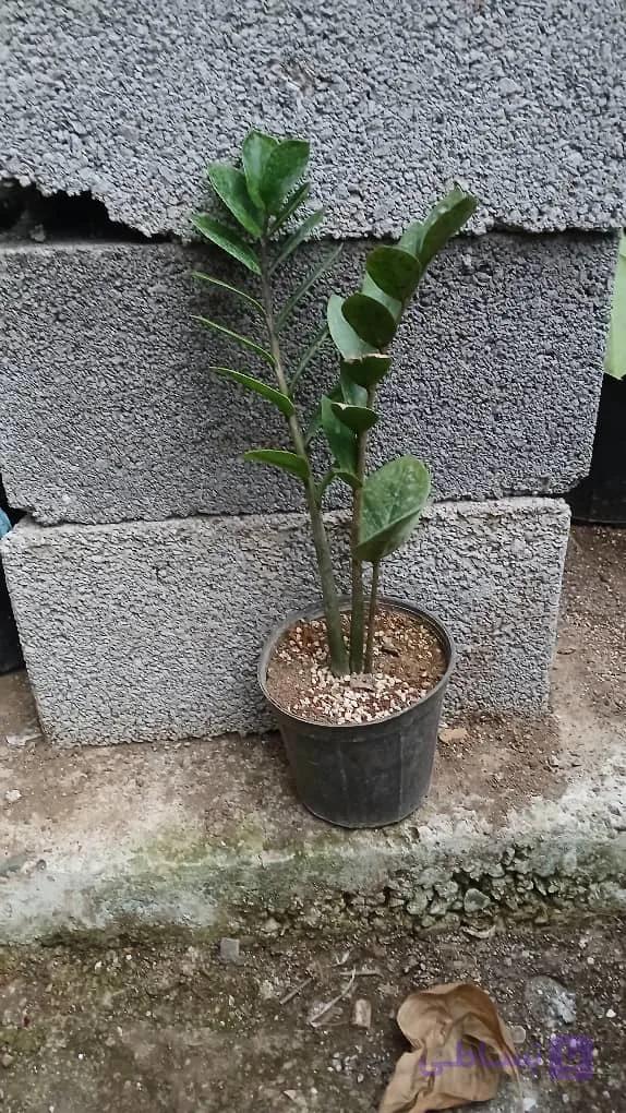 گل زیبای زاموفیلیا سبز گلدان سطل۴