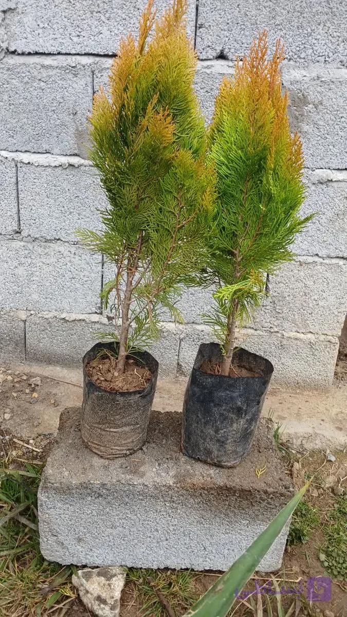درخت کاج کامیس طلایی قد70سانتی گلدان۵
