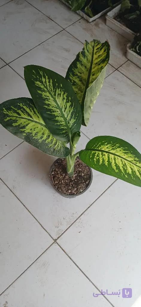 گل زیبای دیفن باخیا
