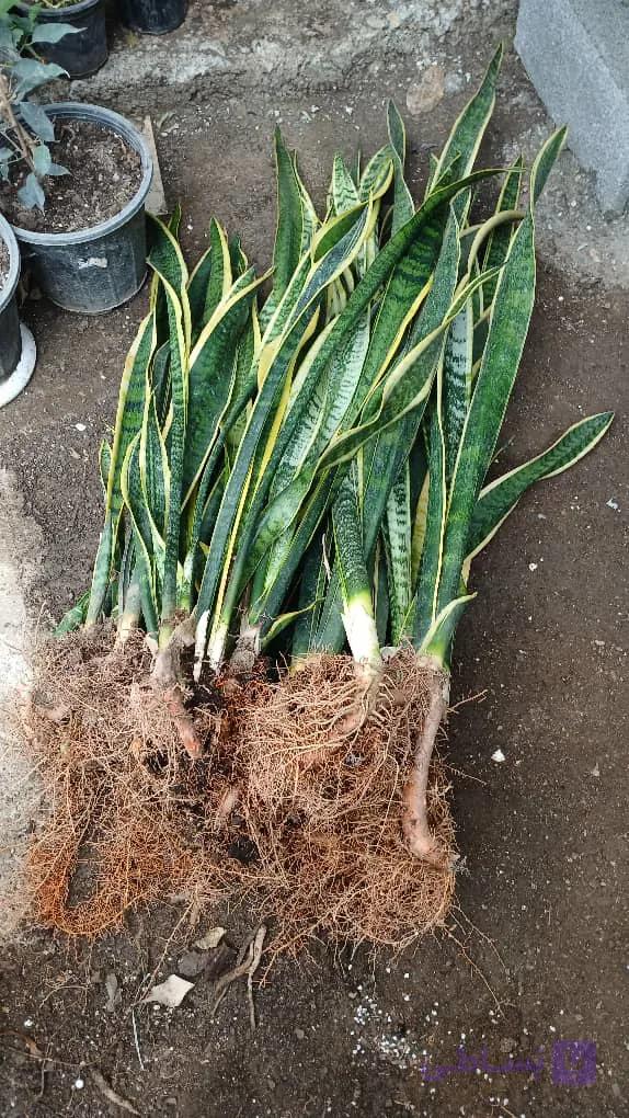 گل سانس ابلق تصفیه کننده هوا ریشه لخت بوته ای قدبالای۷۰سانت