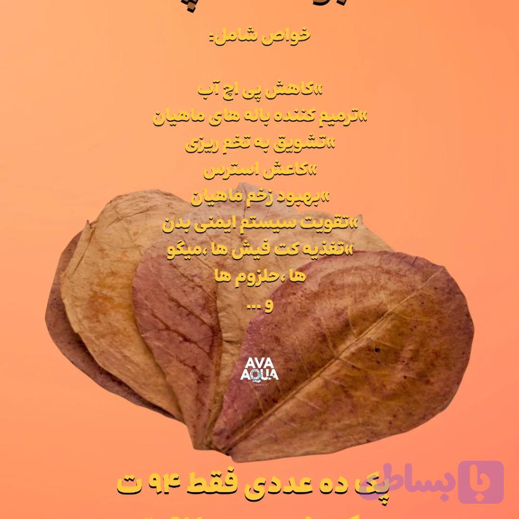 برگ کاتاپا سایز بزرگ — تصویر 1