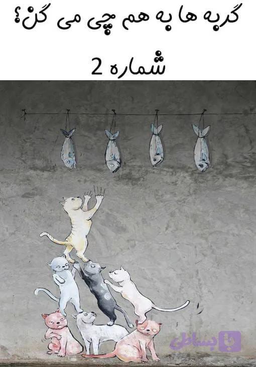 گربه ها به هم چی میگن؟ 2