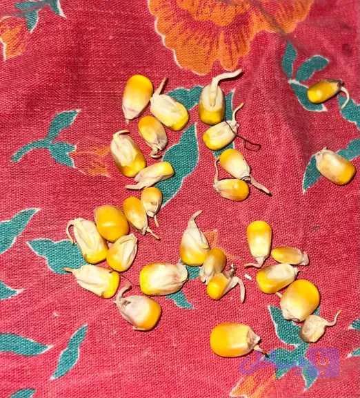 بذر ذرت مغان ۳۵ کیلویی