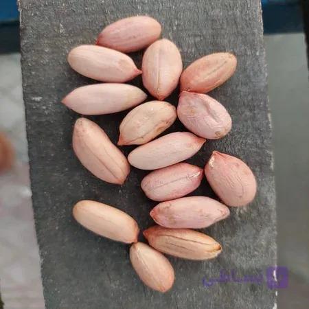 بذر پوست کنده بادام زمینی (قرمز) | مغان هوم