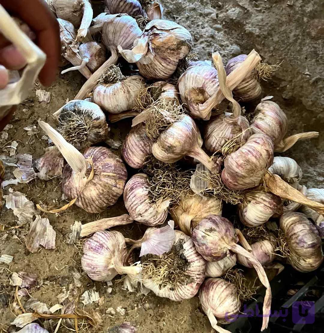 بذر سیر قرمز 25 کیلویی | مغان هوم