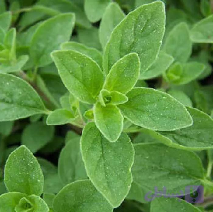 داروی گیاهی میگرن