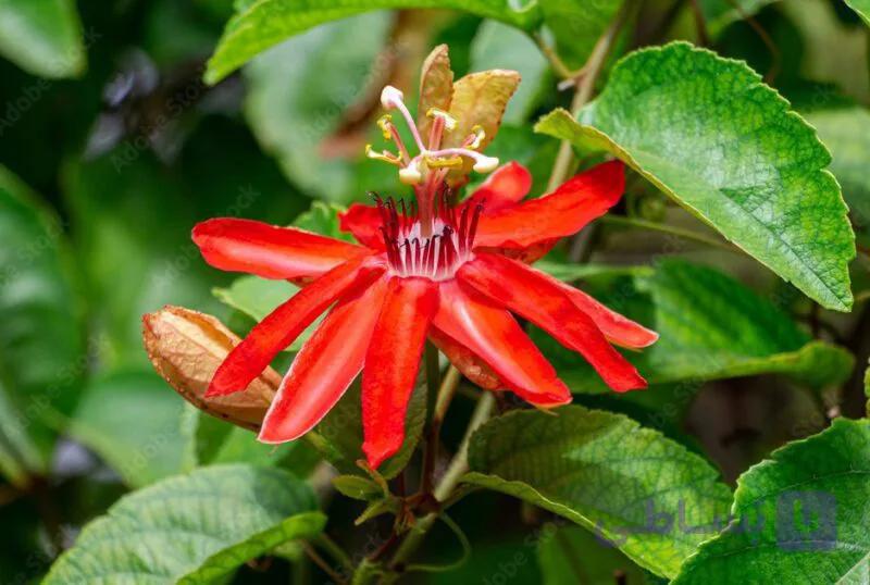 2 عدد  بذر پشن فروت گل قرمز  –  Scarlet Passion Flower — تصویر 1