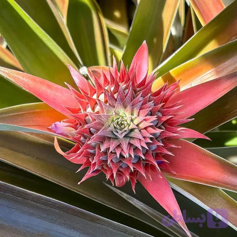 5 عدد بذر آناناس – pineapple — تصویر 1