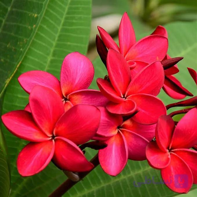 4 عدد بذر گل خوش عطر پلومریا   –  Red Frangipani — تصویر 1