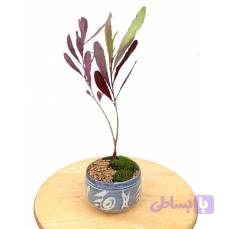 بذر بونسای ویسکوسا – Viscosa Bonsai