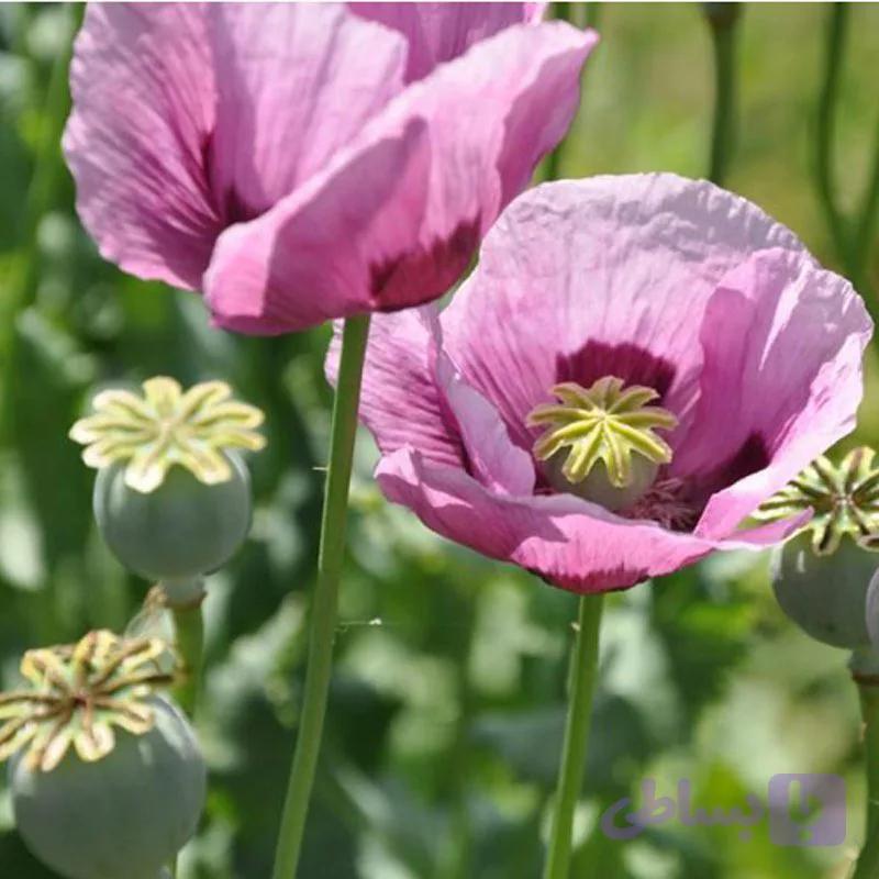 10 گرم بذر خشخاش اصلاح شده – Opium poppy — تصویر 1