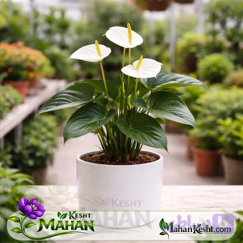گل آنتوریوم سفید (Anthurium)
