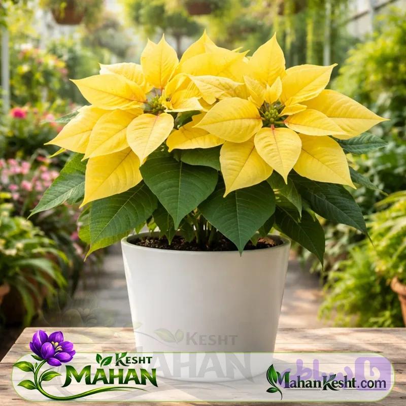 بنت قنسول زرد Poinsettia