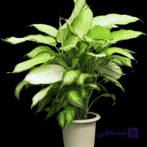 دیفن باخیا ارتفاع95