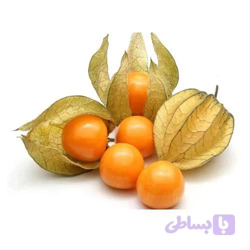 فیسالیس نارنجی(عروسک پشت پرده)