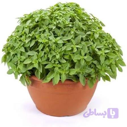 بذر ریحان یونانی( بوته ای)