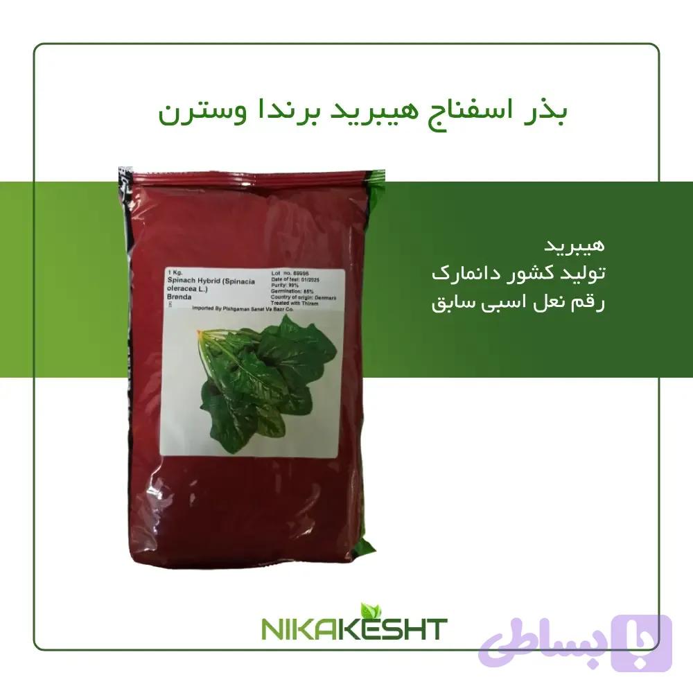 بذر اسفناج برندا