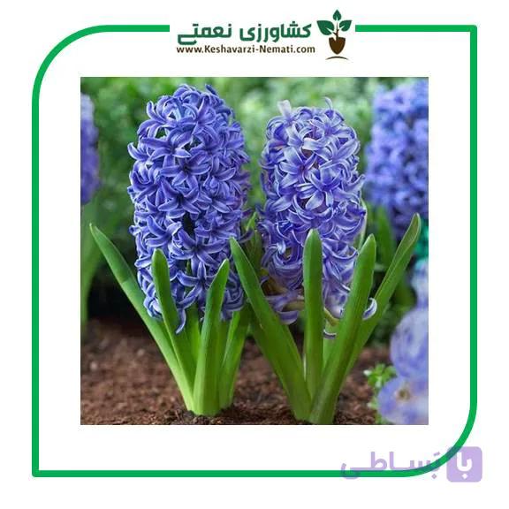 پیاز گل سنبل هلندی