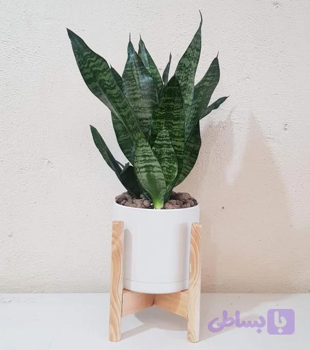 سانسوریا کرواتی سبز — تصویر 1