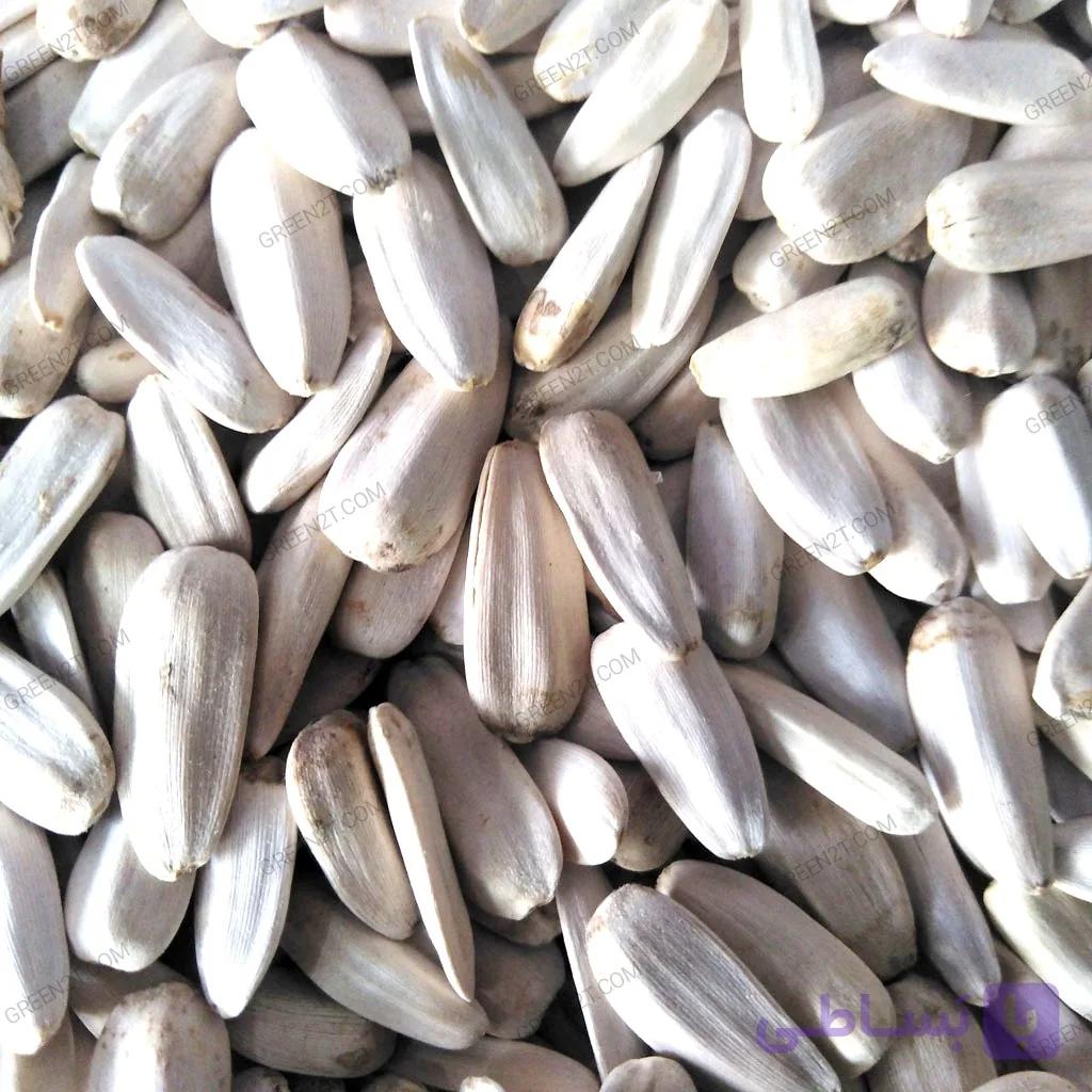 تخمه سفید