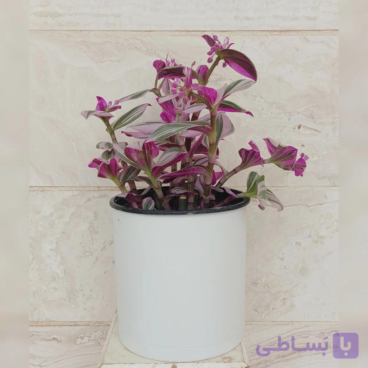 برگ بیدی هلندی مقاوم همراه گلدان پلیمری ضد زنگ مناسب برای روی میز و هدیه دادن