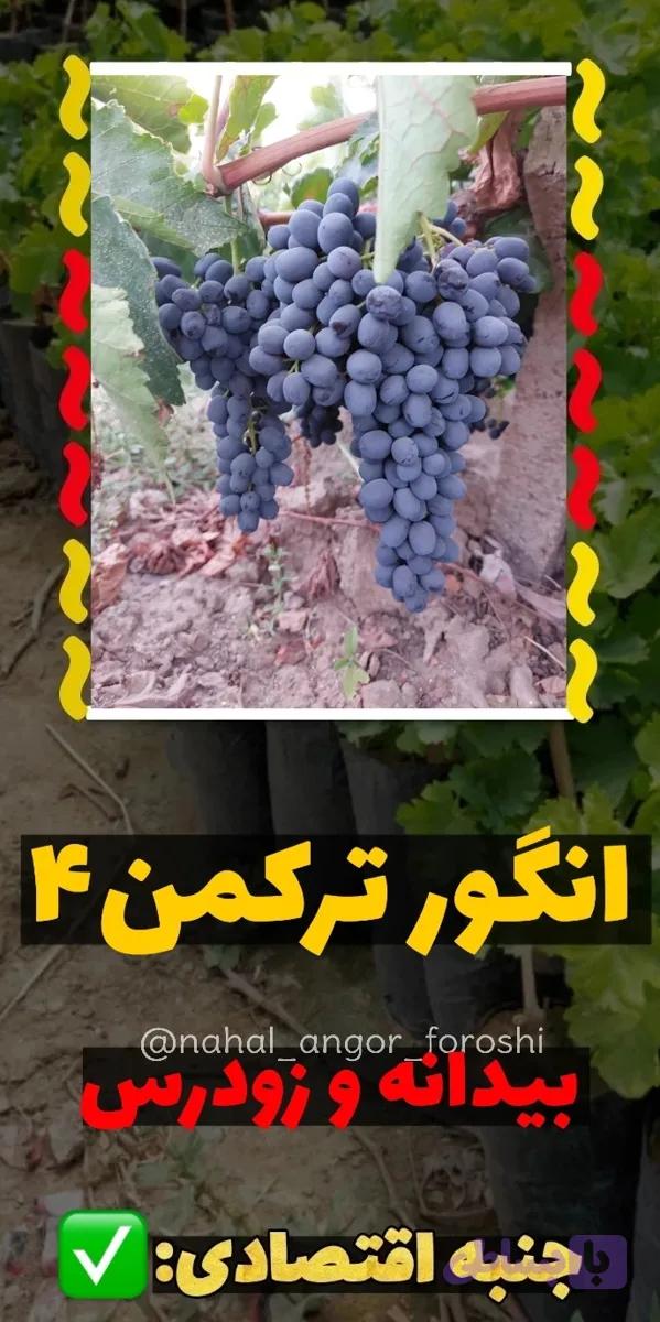 نهال انگور ترکمن۴ مویزی
