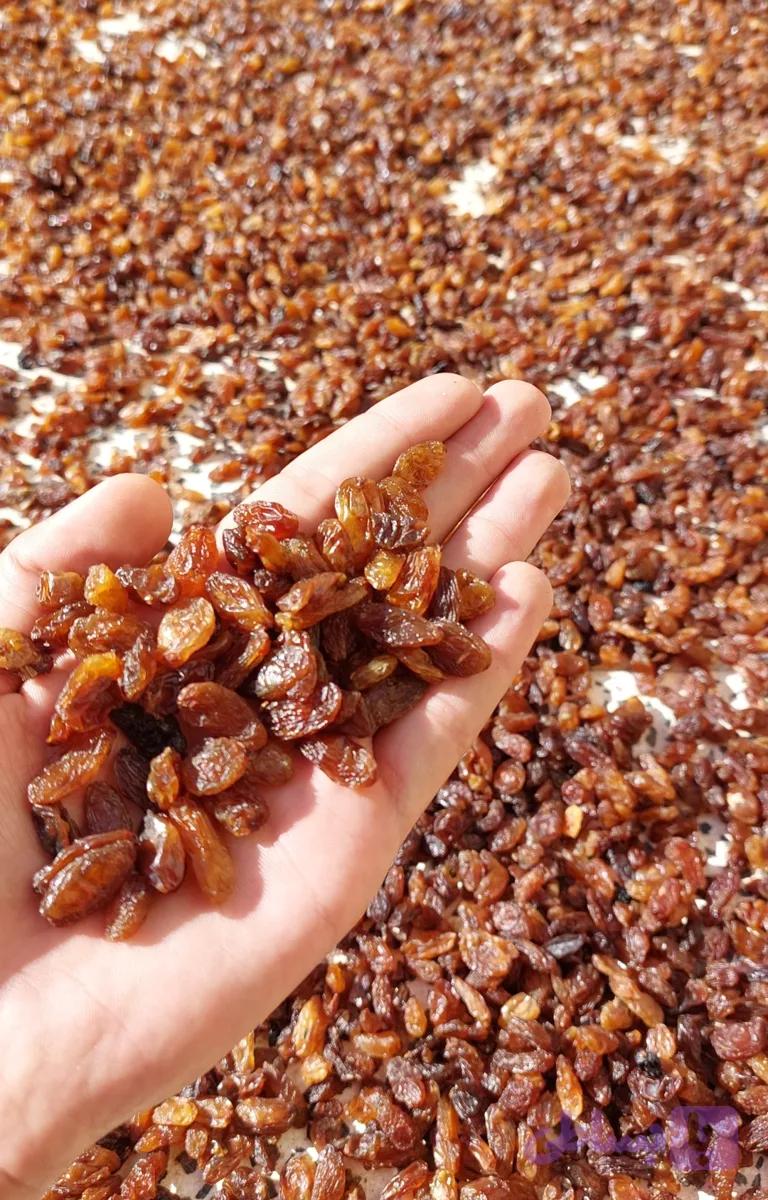 کشمش آفتابی درجه یک (کد IQJPX)