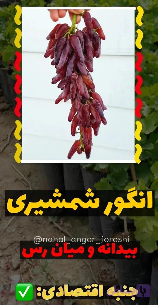 نهال انگور شمشیری قرمز