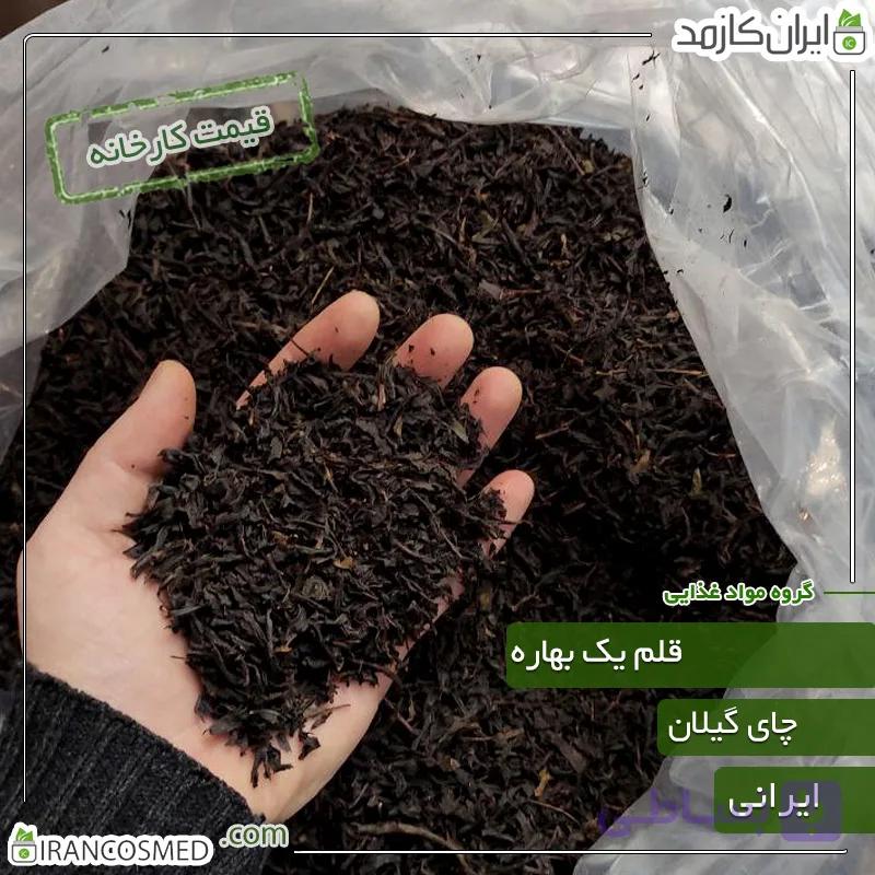 چای قلم 1 بهاره گیلان (شمال ایران)