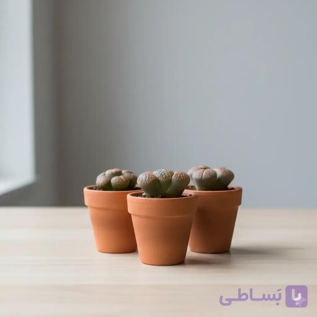 کاکتوس‌ها یلیتوپس — تصویر 1