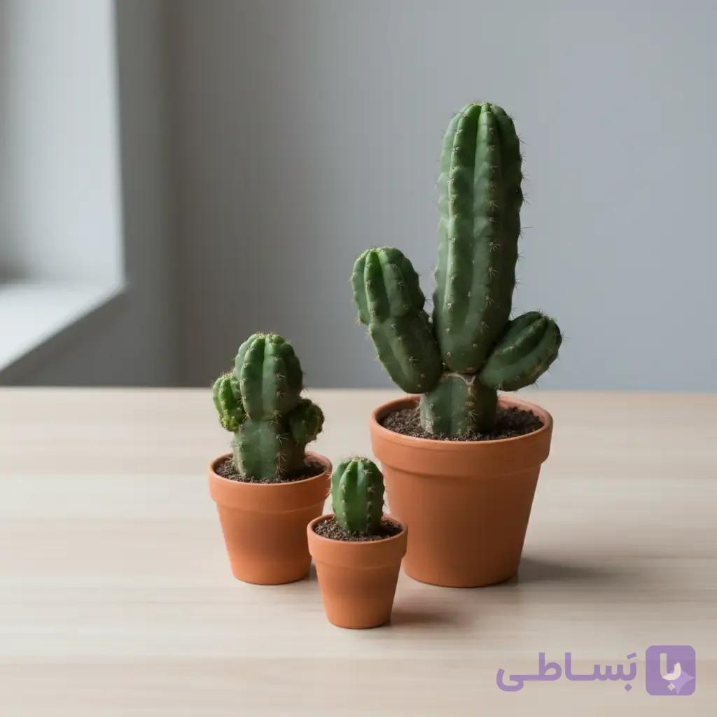 کاکتوس‌های واران — تصویر 1