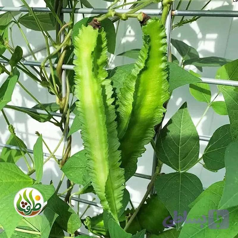 بذر کمیاب لوبیا بالدار