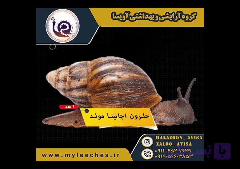 حلزون پرورشی اچاتینا مولد