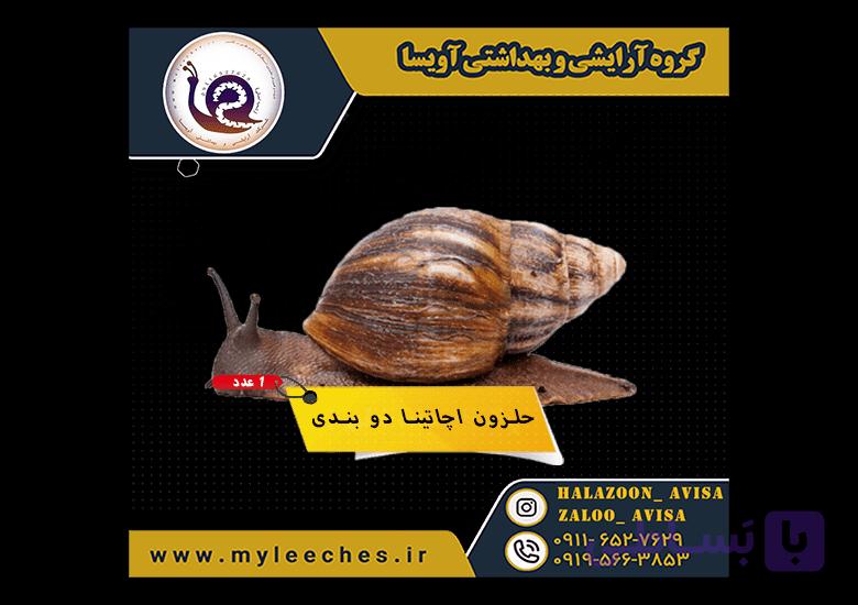 حلزون پرورشی اچاتینا دو بندی