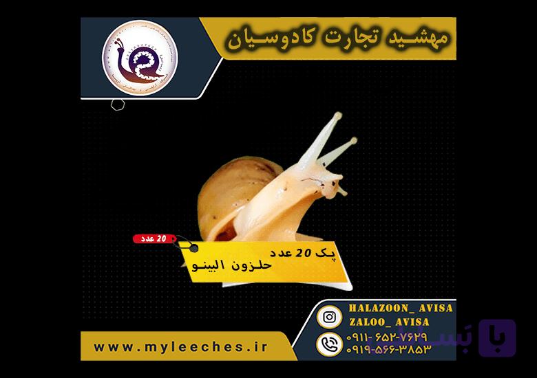 پک 20 عدد حلزون اچاتینا البینو | 1000 گرم مکمل + 1000 گرم کلسیم + 2 کیلو خاک تخصصی