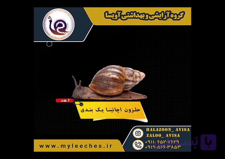 حلزون پرورشی اچاتینا یک بندی