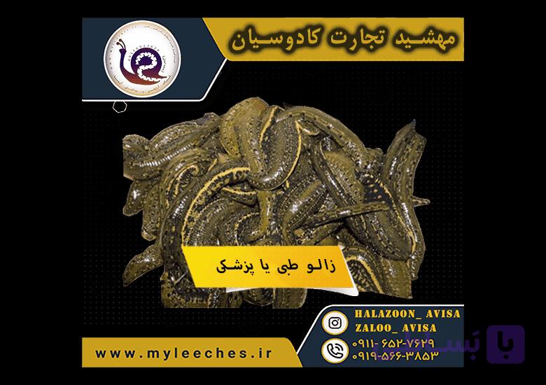 100 عددی زالو طبی