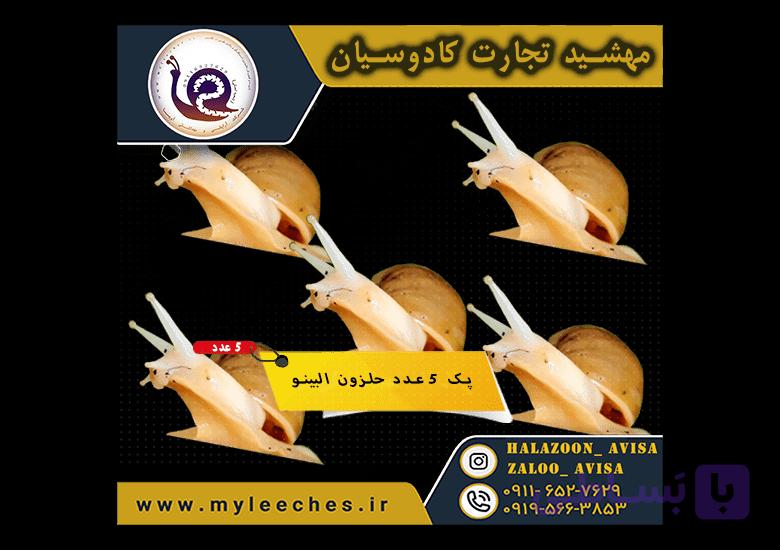 پک 5 عدد حلزون اچاتینا البینو | 150 گرم مکمل + 150 گرم کلسیم + 500 گرم خاک تخصصی