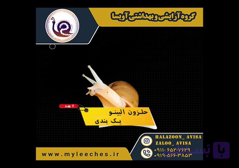 حلزون پرورشی یک بند البینو 10 عددی
