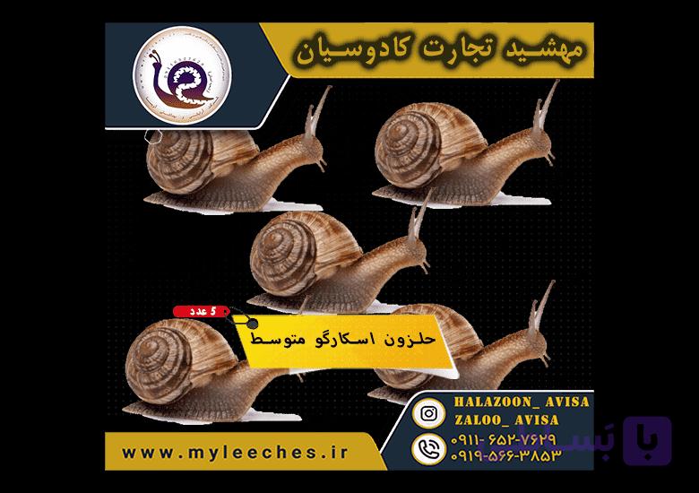 5 عدد حلزون اسکارگو — تصویر 1