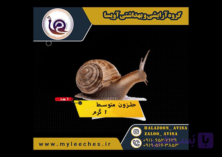 حلزون اسکارگو متوسط — تصویر 1