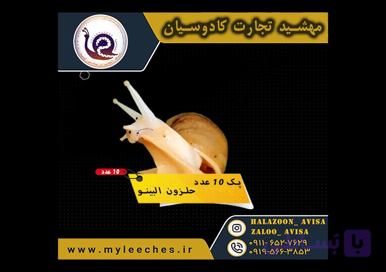 پک 10 عدد حلزون اچاتینا البینو | 450 گرم مکمل + 450 گرم کلسیم + 1 کیلو خاک تخصصی
