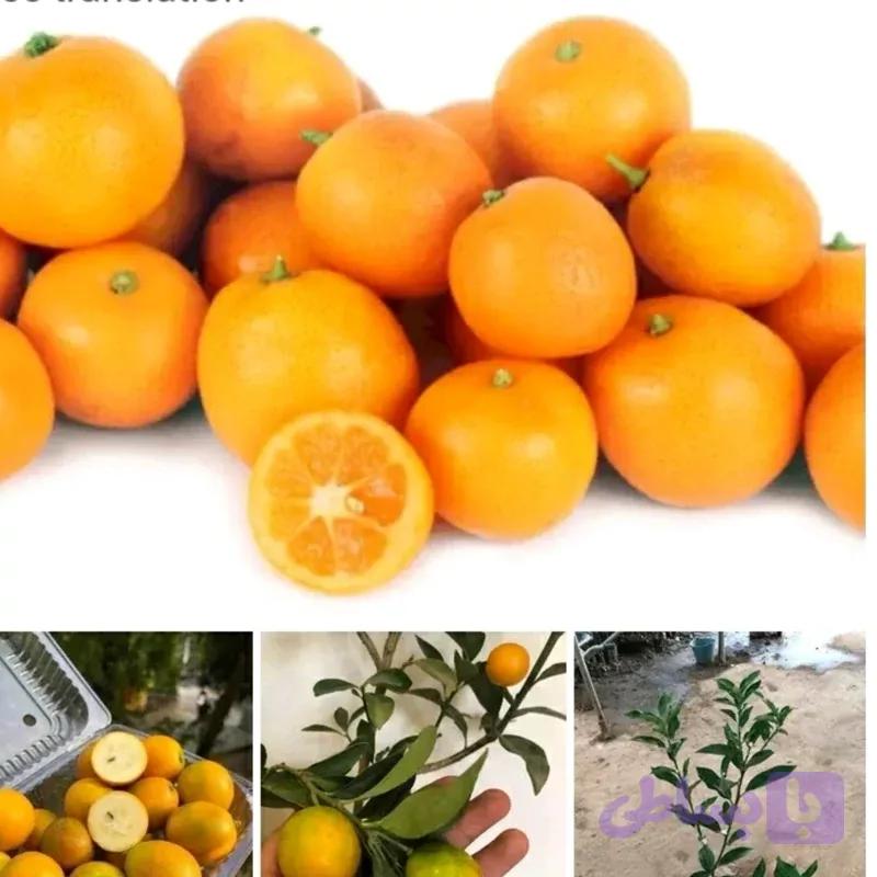 نهال نارنگی زینتی