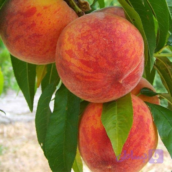 نهال هلو زود رس، 60روزه