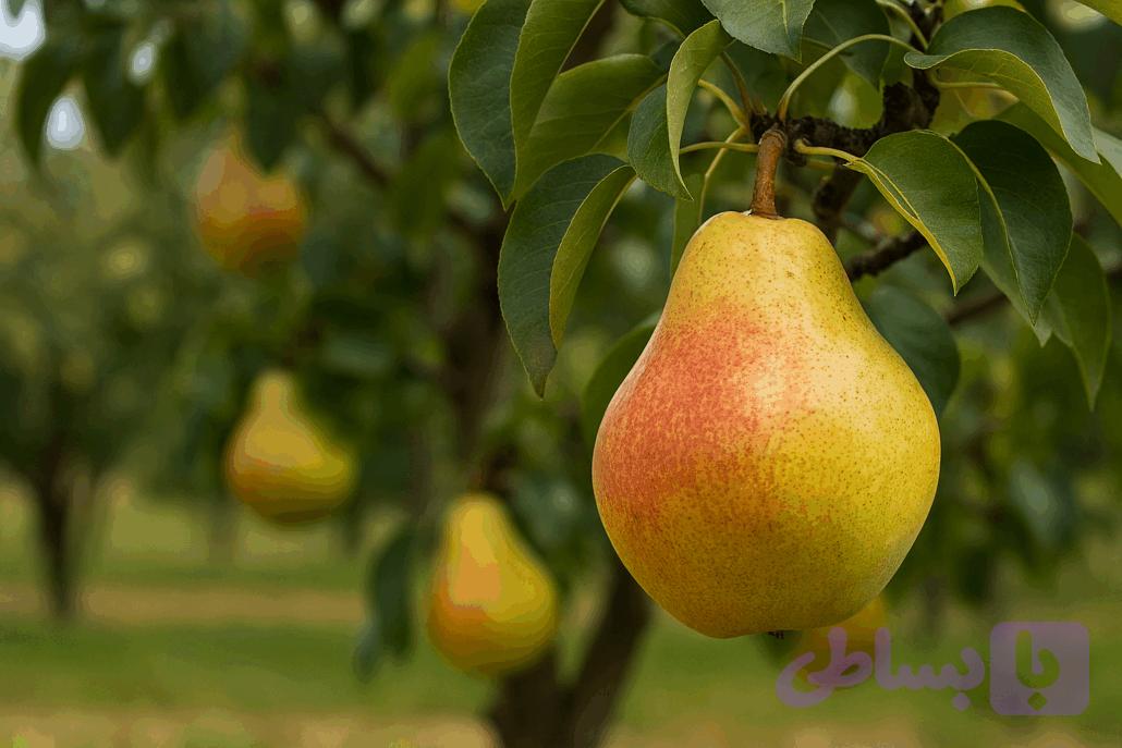 نهال گلابی درگزی