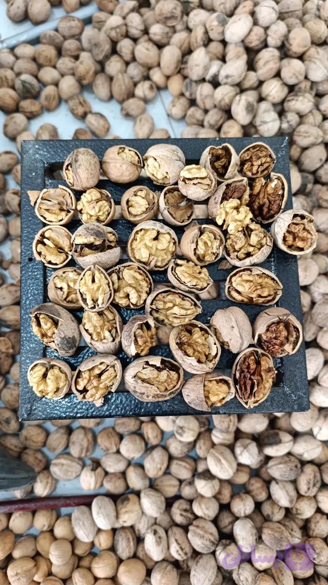 گردو با پوست « باغدار حبیبی »