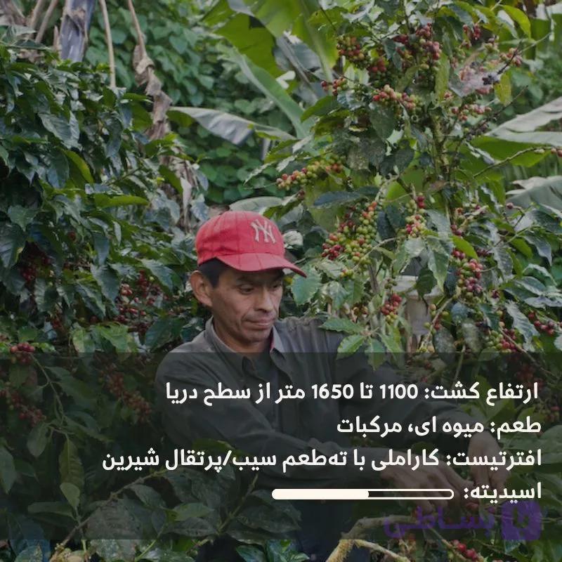 قهوه عربیکا نیکاراگوئه