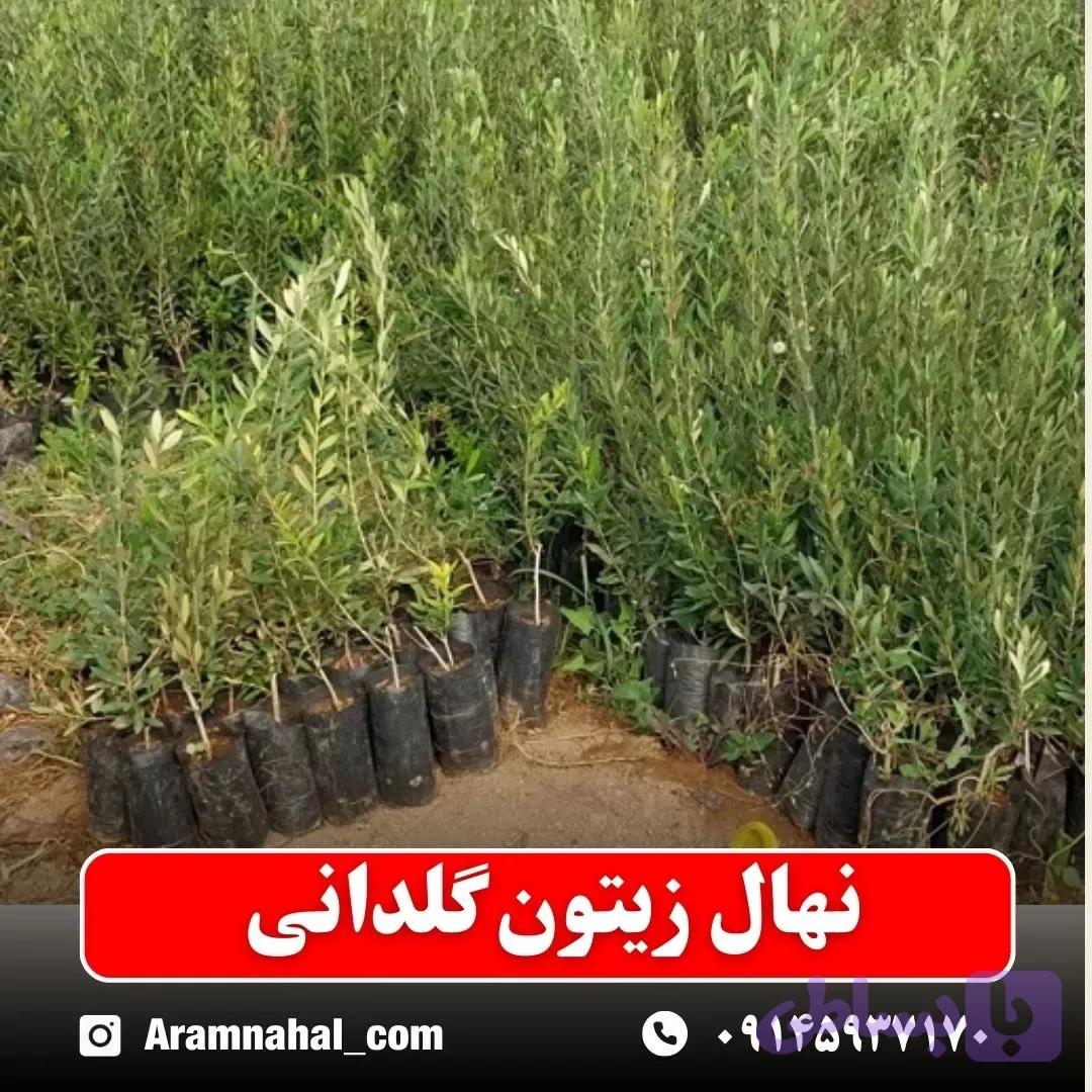 نهال زیتون گلدانی