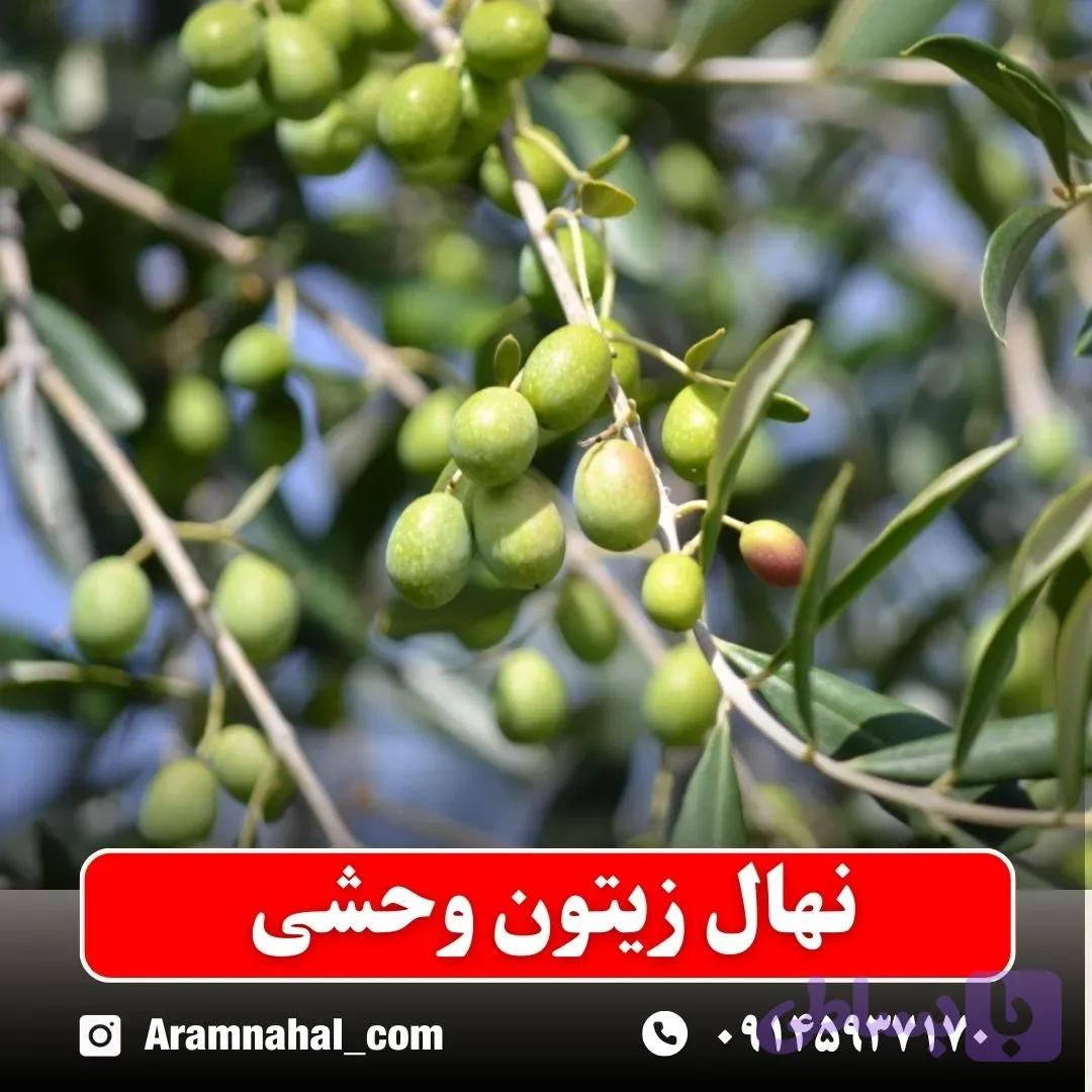 نهال زیتون وحشی