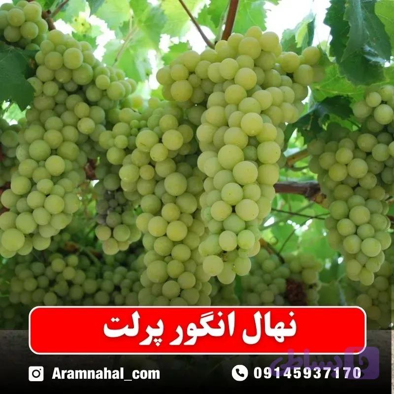 نهال انگور پرلت